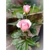 Rožė - Rosa FRAGONARD ®