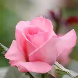 Rožių krūmai internetu su pristatymu į namus