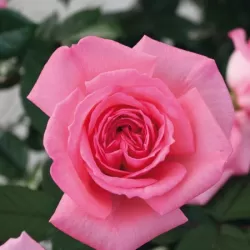 Rožė - Rosa FRAGONARD ®