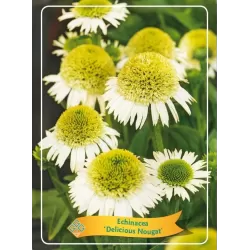 Echinacea Delicious Nougat