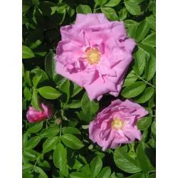 Rožė - Rosa ZWERG (Dwarf Pavement)