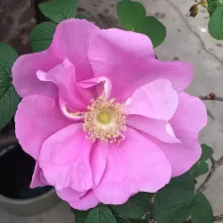 Rožė - Rosa ZWERG (Dwarf Pavement)