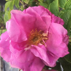 Rožė - Rosa DWARF PAVEMENT
