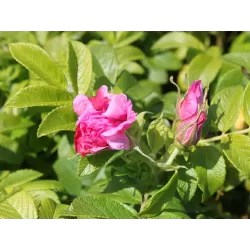 Rožė - Rosa ZWERG (Dwarf Pavement)