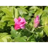 Rožė - Rosa Zwerg (ADMIRATION, DWARF PAVEMENT, Handwar)