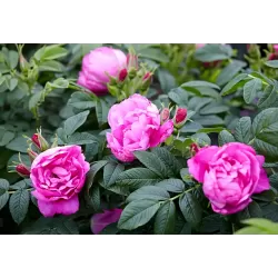 Rožė - Rosa ZWERG (Dwarf Pavement)