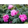 Rožė - Rosa ZWERG (Dwarf Pavement)