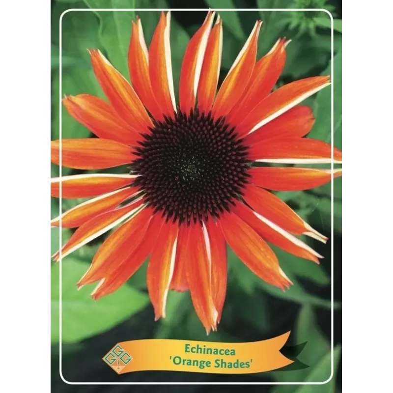 Ežiuolė - Echinacea ORANGE SHADES