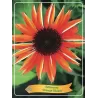 Echinacea SIMULATA