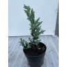 Juniperus squamata Meyeri 3 METAI 0/1/2 C1 5- 20 x 25 pristatymas nuo gegužės pab.