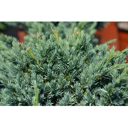 Juniperus squamata Meyeri 3 METAI 0/1/2 C1 5- 20 x 25 pristatymas nuo gegužės pab.