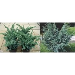 Juniperus squamata Meyeri 3 YEARS 0/1/2 C1 5- 20 x 25