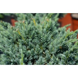 Juniperus squamata Meyeri 3 YEARS 0/1/2 C1 5- 20 x 25
