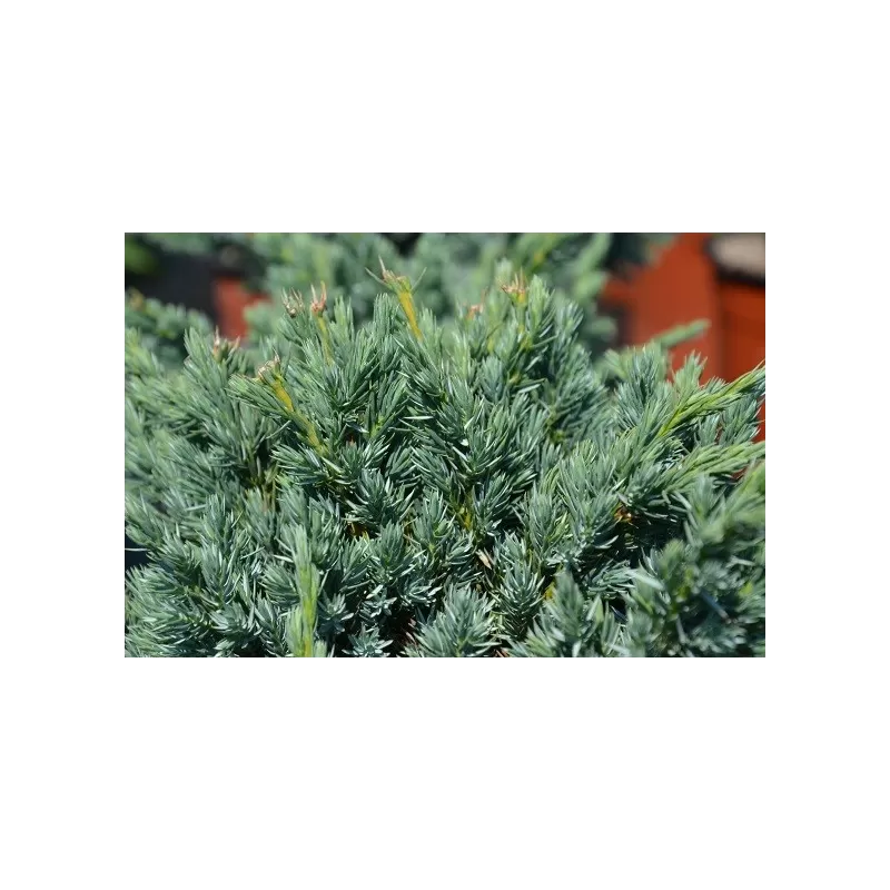 Juniperus squamata Meyeri 3 YEARS 0/1/2 C1 5- 20 x 25