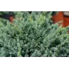 Juniperus squamata Meyeri 3 YEARS 0/1/2 C1 5- 20 x 25