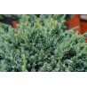 Žvynuotasis kadagys - Juniperus squamata MEYERI