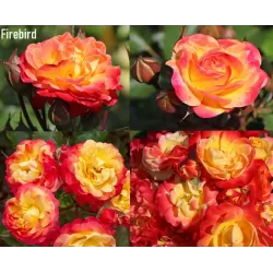 Rosa FIREBIRD ®