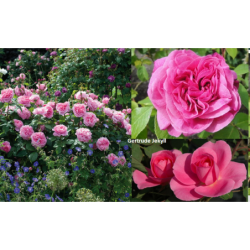 Rožė - Rosa GERTRUDE JEKYLL ®