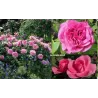 Rožė - Rosa GERTRUDE JEKYLL ®