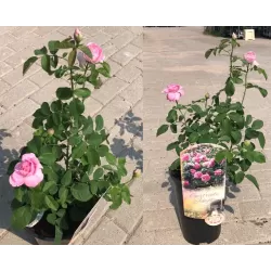 Rožė - Rosa GERTRUDE JEKYLL ®