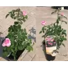 Rožė - Rosa GERTRUDE JEKYLL ®