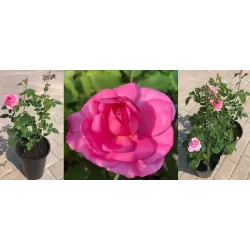 Rožių sodinukai internetu  -  Gertrude Jekyll (Ausboard)