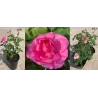 Rožė - Rosa GERTRUDE JEKYLL ®