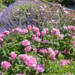 Rožė - Rosa GERTRUDE JEKYLL ®