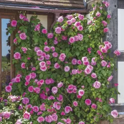 Rožė - Rosa GERTRUDE JEKYLL ®