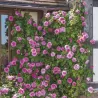 Rožė - Rosa GERTRUDE JEKYLL ®
