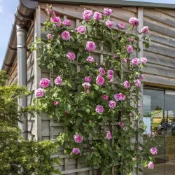 Rožė - Rosa GERTRUDE JEKYLL ®
