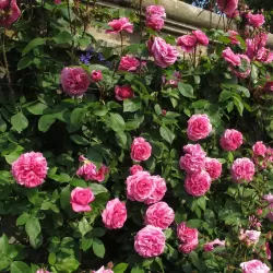 Rožė - Rosa GERTRUDE JEKYLL ®