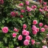 Rožė - Rosa GERTRUDE JEKYLL ®