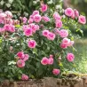 Rožė - Rosa GERTRUDE JEKYLL ®
