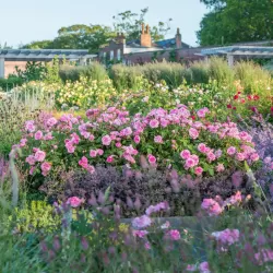 Rožė - Rosa GERTRUDE JEKYLL ®
