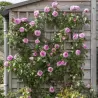 Rožė - Rosa GERTRUDE JEKYLL ®