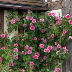 Rožė - Rosa GERTRUDE JEKYLL ®