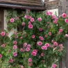 Rožė - Rosa GERTRUDE JEKYLL ®