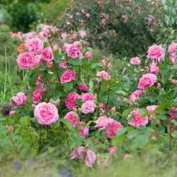 Rožė - Rosa GERTRUDE JEKYLL ®