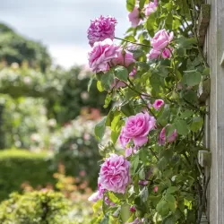 Rožė - Rosa GERTRUDE JEKYLL ®