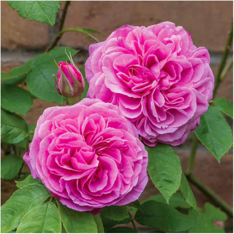 Rožė - Rosa GERTRUDE JEKYLL ®