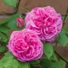 Rožė - Rosa GERTRUDE JEKYLL ®