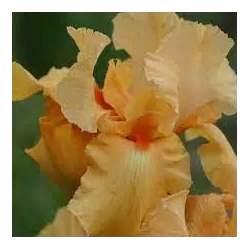 copy of Iris germanica Cimarron Strips P11 (užsakius iš rudens 8 vnt. + 2 vnt. dovanų) Creme/bruin