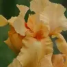 copy of Iris germanica Cimarron Strips P11 (užsakius iš rudens 8 vnt. + 2 vnt. dovanų) Creme/bruin