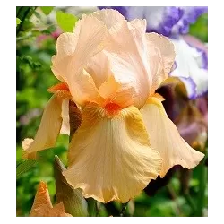 Vilkdalgis - Iris germanica MME FRANCOISE DEBATE