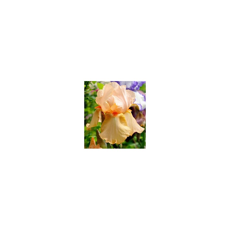 Vilkdalgis - Iris germanica MME FRANCOISE DEBATE