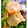 Vilkdalgis - Iris germanica MME FRANCOISE DEBATE