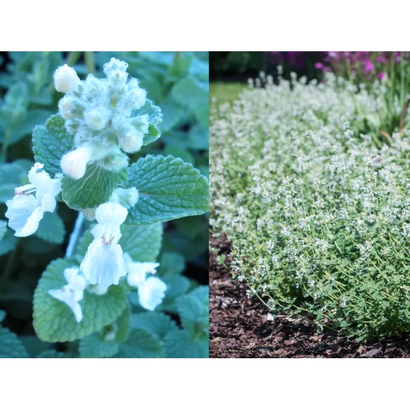 Faseno katžolė - Nepeta faaseni ALBA