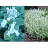copy of Faseno katžolė - Nepeta faaseni ALBA C1.5