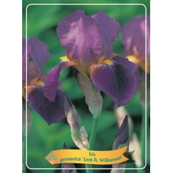 Vilkdalgis - Iris germanica LENT A. WILLIAMSON
